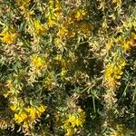 Acmispon dendroideus Çiçek