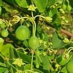 Helinus integrifolius Fruit