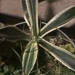 Agave americanaDeilen