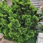 Chamaecyparis obtusa Hábito