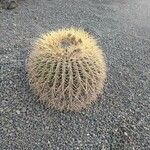 Echinocactus grusonii Ліст