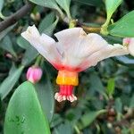 Clusia orthoneura Flor