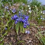 Iris reticulata Kukka