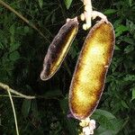 Macropsychanthus malacocarpus Fruit