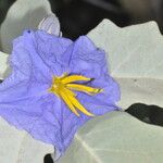 Solanum mortonii Flower