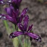 Iris reichenbachiana Lorea