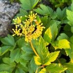 Ligusticum scothicum Flower