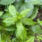 Mentha spicataBlatt