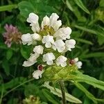 Prunella laciniata Blomma