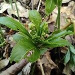 Mercurialis perennis Tervik taim