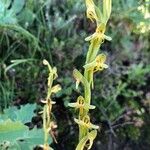 Habenaria tridactylites Квітка