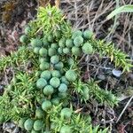 Juniperus communisFruit