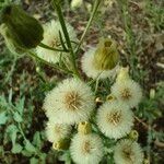 Erigeron bonariensisFloro