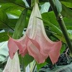Brugmansia versicolor Blodyn
