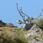 Adansonia gregorii Levél