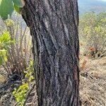 Terminalia prunioides Bark