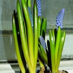 Muscari botryoides برگ