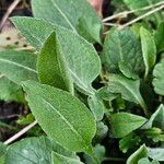 Centaurea triumfettii Blatt