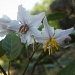 Solanum styraciflorum Blomma