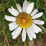 Leucanthemum adustum Blomma