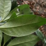 Erythroxylum emarginatum Φύλλο
