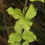 Rauvolfia ligustrina Leaf