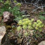 Lomatium dasycarpum Цвят