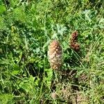 Orobanche amethysteaFlower