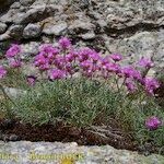 Armeria malinvaudii Hábitos