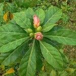 Leuenbergeria bleoFlower