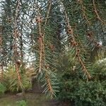 Picea breweriana Folha