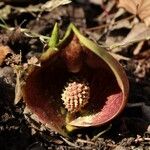 Symplocarpus renifolius Flor