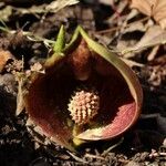 Symplocarpus renifolius Flower