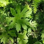 Petasites frigidus Blad