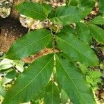 Swietenia mahagoni Ліст