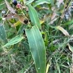Coix lacryma-jobi Leaf