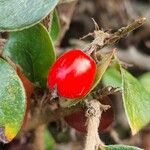 Cotoneaster simonsii 果實