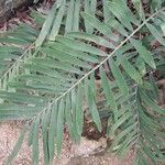 Zamia integrifolia 葉