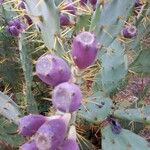 Opuntia dillenii Fruit