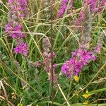 Lythrum virgatumFiore