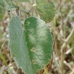 Abutilon pannosum 葉