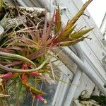 Tillandsia concolor Hábito
