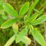 Trifolium squamosum Foglia