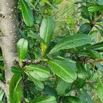 Rhamnus staddo Leaf