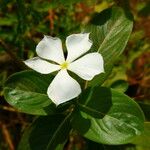 Catharanthus roseus Floro