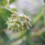 Medicago rigidula Flower