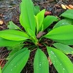 Orontium aquaticum Leaf