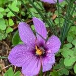 Crocus sativus Flor