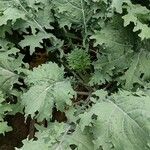 Crambe maritima Blad