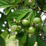 Cordia dentata Fruit
